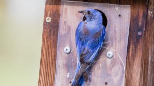 Western Bluebird at nest box