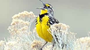 Western Meadowlark singing