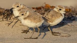 Three Western Snowy Plover chicks standing on sandy beach in sunlight