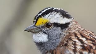 White-throated Sparrow