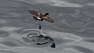 A dark brown bird with wings outstretched as its long slender legs just touch the surface of the water