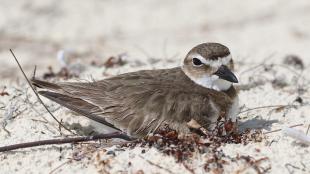 Wilson's Plover on a nest on a beach