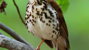 Wood Thrush singing