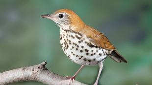 Wood Thrush