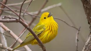 Yellow Warbler