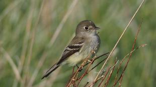 A Yellow-bellied Flycatcher perched on narrow branches