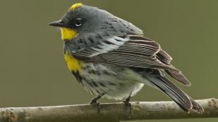 Yellow-rumped Warbler