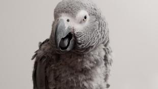 African Grey Parrot