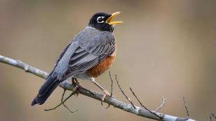 American Robin