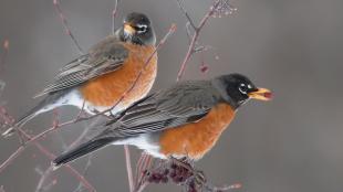 American Robins