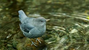 American Dipper standing in a slow stream.