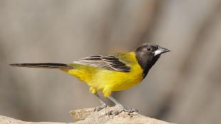 Audubon's Oriole