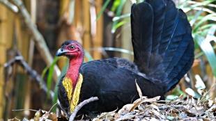 Australian Brush Turkey sitting on its nest on the ground