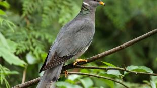 Band-Tailed Pigeon