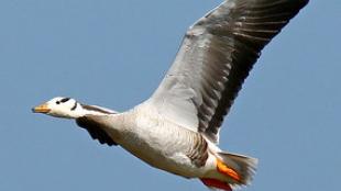 Bar-headed Goose