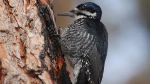 Black-backed Woodpecker