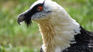 Bearded Vulture