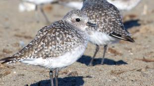 Black-bellied Plover