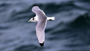 Black-legged Kittiwake