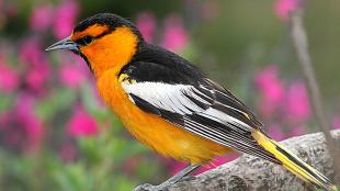 Bullock's Oriole