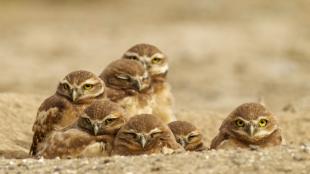 Burrowing Owl family