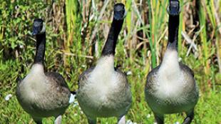 Canada Geese