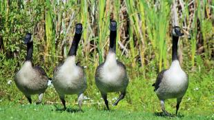 Canada Geese