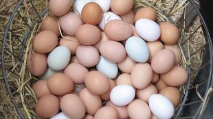 Chicken eggs