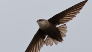 Chimney Swift