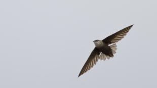 Chimney Swift in flight