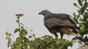 Crane Hawk perched in tree top