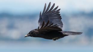 Crow in flight