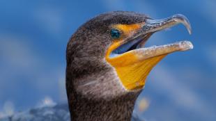 Double-crested Cormorant