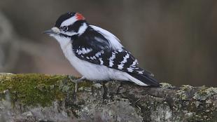 Downy Woodpecker