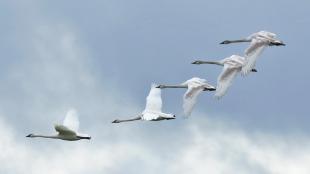 Swans in flight