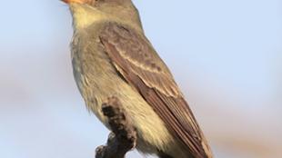 Eastern Wood-Pewee