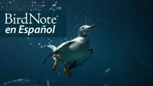 An underwater photo of a Common Murre swimming with wings beating downward