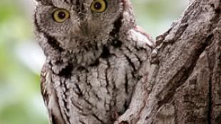 Western Screech Owl