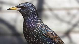 European Starling