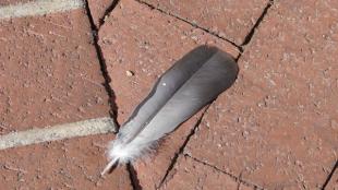 Bird feather on the ground