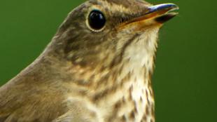 Swainson's Thrush