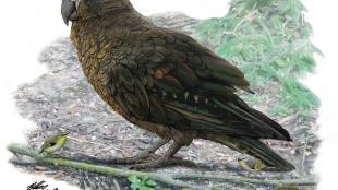 An artist's rendering of the extinct giant parrot of New Zealand