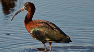 Glossy Ibis 