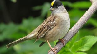 Golden-crowned Sparrow