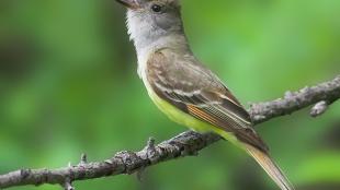 Great Crested Flycatcher