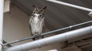 Great Horned Owl perched on railing in urban area