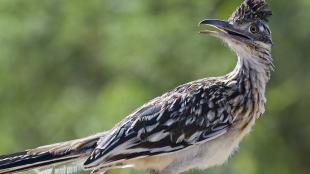 Greater Roadrunner