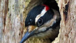 Hairy Woodpecker