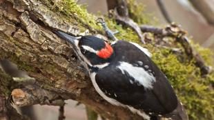 Hairy Woodpecker