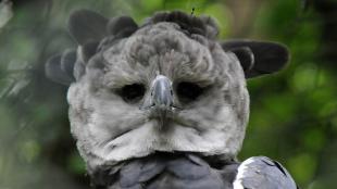 Harpy Eagle